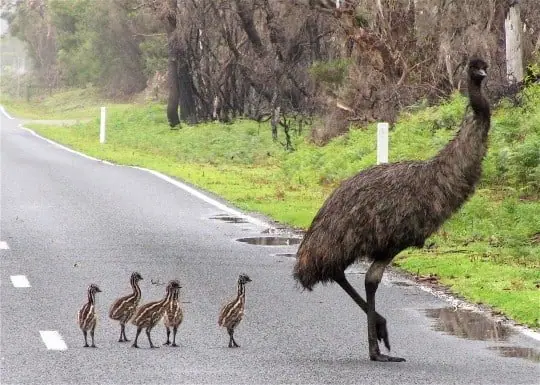 An emu crossing a road with its chicks